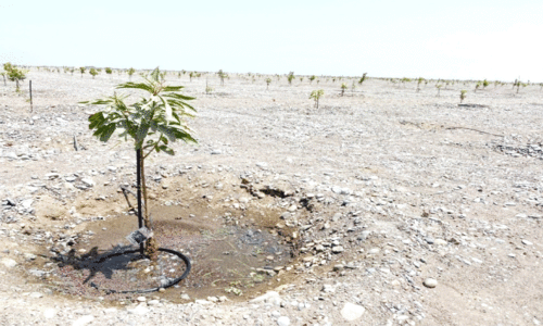 ബ​ർ​ക​യി​ൽ 80 ഹെ​ക്ട​റി​ൽ മാ​മ്പ​ഴ​കൃ​ഷി ഒ​രു​ങ്ങു​ന്നു