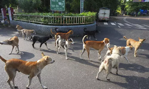 ജി20 ഉച്ചകോടിക്കിടെ പിടികൂടിയ തെരുവ് നായ്ക്കളെ വിട്ടയക്കണമെന്ന് ഡൽഹി ഹൈക്കോടതി