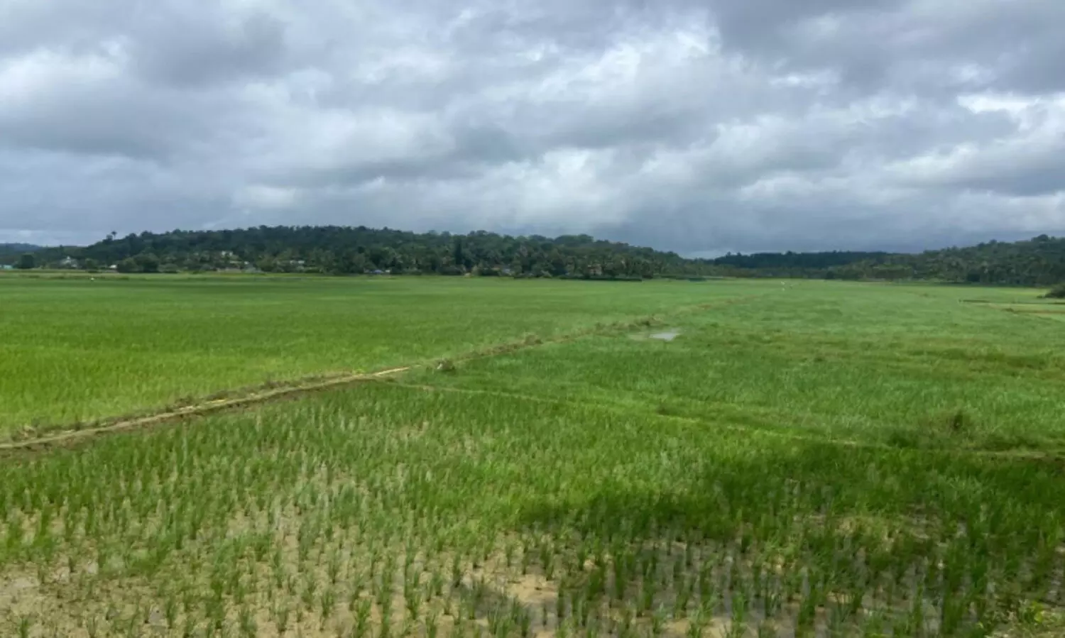 അനുഗ്രഹമായി മഴ; വിണ്ടുകീറിയ പാടങ്ങൾ ജലസമൃദ്ധമായി, നെ​ൽ​കൃ​ഷി വീ​ണ്ടും സ​ജീ​വം