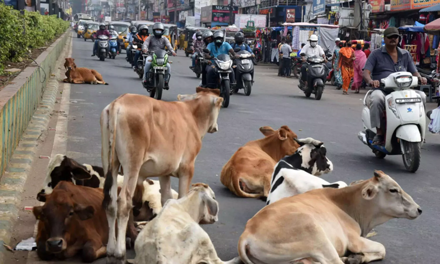 യു.പിയിൽ വിധവ, വാർധക്യ പെൻഷൻ 1000 രൂപ; പശുക്കൾക്ക് പ്രതിമാസം 1500!