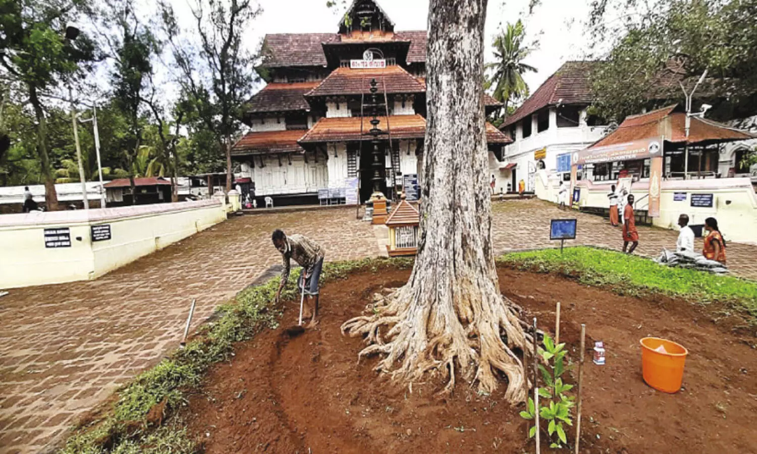 വ​ട​ക്കു​ന്നാ​ഥ​നി​ലെ മു​ത്ത​ശ്ശി ആ​ലി​ന്‍റെ ചി​കി​ത്സ ര​ണ്ടാം​ഘ​ട്ട​ത്തി​ലേ​ക്ക്