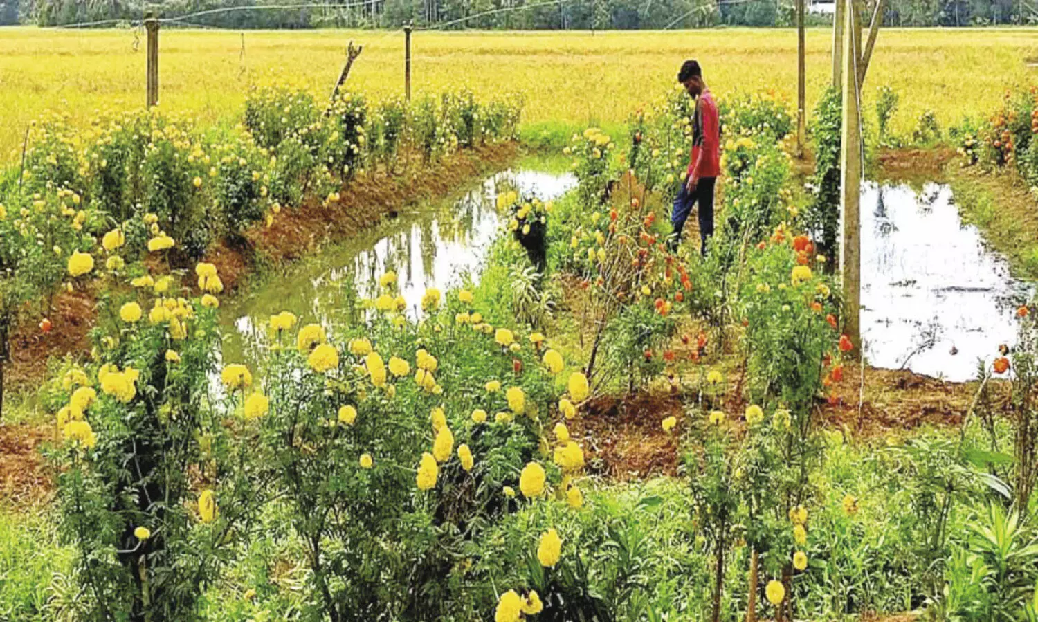 ആ​വ​ശ്യ​ക്കാ​രി​ല്ലാ​തെ, വൈ​കി​യെ​ത്തി​യ വ​സ​ന്തം