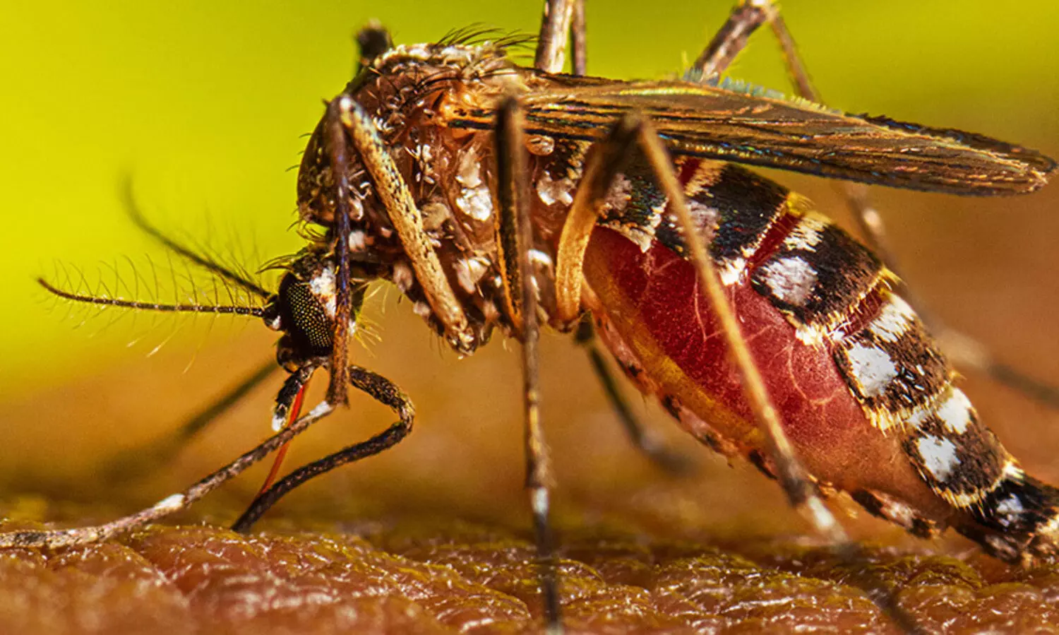 ഏഴുപേർക്ക്​കൂടി ​ഡെങ്കി, 25 പേർക്ക്​ രോഗലക്ഷണം