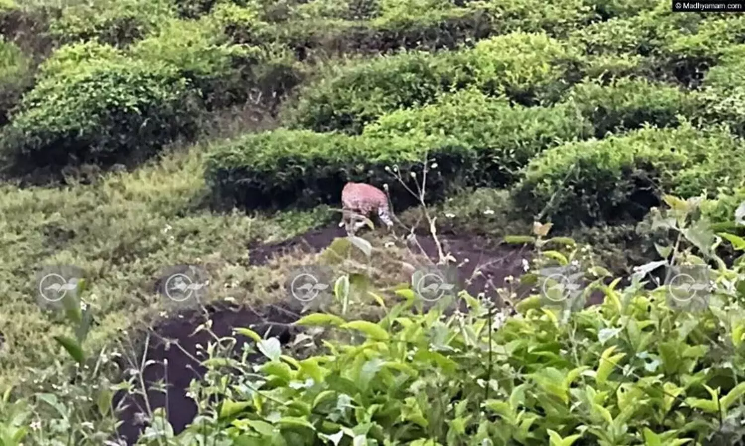 വയനാട് സ്വകാര്യ എസ്റ്റേറ്റിൽ പുലിയെ കണ്ടു