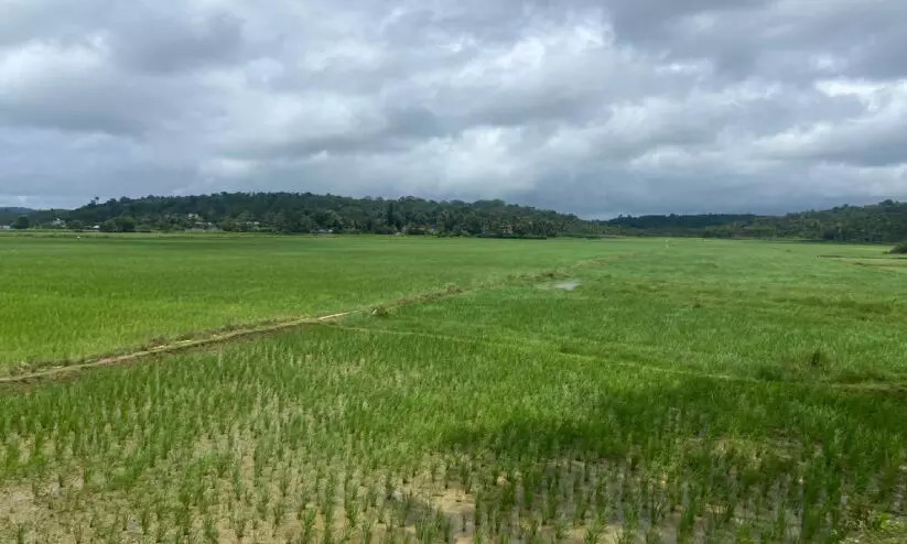 അനുഗ്രഹമായി മഴ; വിണ്ടുകീറിയ പാടങ്ങൾ ജലസമൃദ്ധമായി, നെ​ൽ​കൃ​ഷി വീ​ണ്ടും സ​ജീ​വം