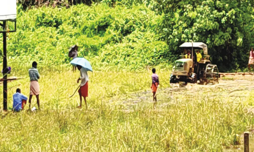 ഇടവിട്ട മഴ; നെൽകർഷകർ പ്രതീക്ഷയിൽ ഇടവിട്ട മഴ; നെൽകർഷകർ പ്രതീക്ഷയിൽ
