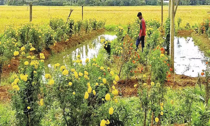 ആ​വ​ശ്യ​ക്കാ​രി​ല്ലാ​തെ, വൈ​കി​യെ​ത്തി​യ വ​സ​ന്തം