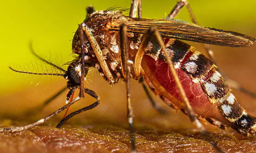 ഏഴുപേർക്ക്കൂടി ഡെങ്കി, 25 പേർക്ക് രോഗലക്ഷണം ഏഴുപേർക്ക്കൂടി ഡെങ്കി, 25 പേർക്ക് രോഗലക്ഷണം