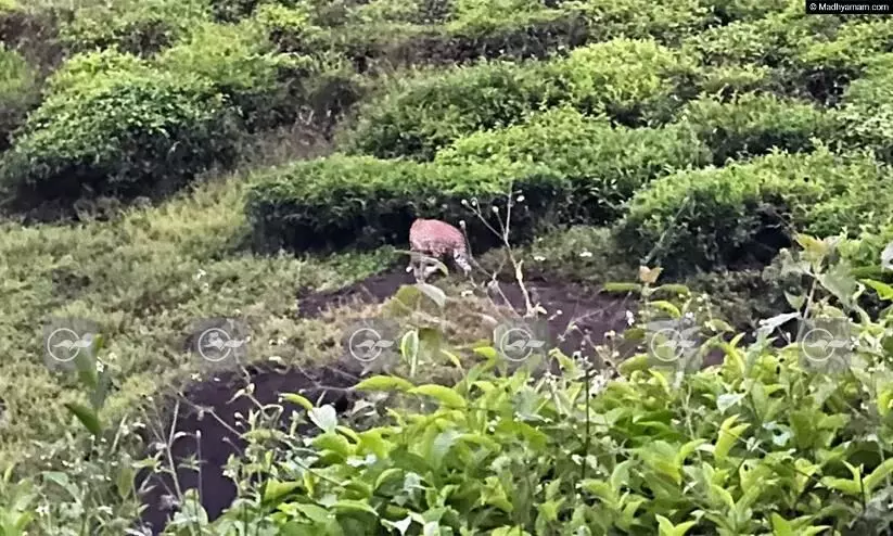 വയനാട് സ്വകാര്യ എസ്റ്റേറ്റിൽ പുലിയെ കണ്ടു
