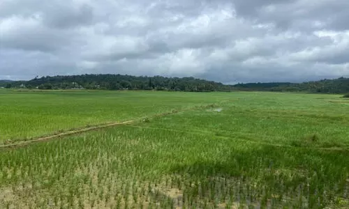 അനുഗ്രഹമായി മഴ; വിണ്ടുകീറിയ പാടങ്ങൾ ജലസമൃദ്ധമായി, നെ​ൽ​കൃ​ഷി വീ​ണ്ടും സ​ജീ​വം