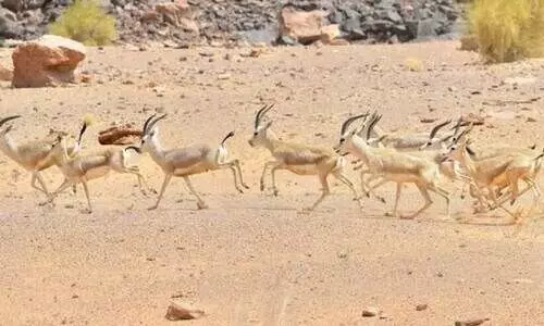 saudi arabia-deer born