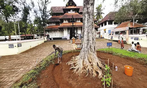 വ​ട​ക്കു​ന്നാ​ഥ​നി​ലെ മു​ത്ത​ശ്ശി ആ​ലി​ന്‍റെ ചി​കി​ത്സ ര​ണ്ടാം​ഘ​ട്ട​ത്തി​ലേ​ക്ക്