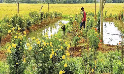 ആ​വ​ശ്യ​ക്കാ​രി​ല്ലാ​തെ, വൈ​കി​യെ​ത്തി​യ വ​സ​ന്തം