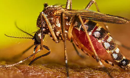 ഏഴുപേർക്ക്​കൂടി ​ഡെങ്കി, 25 പേർക്ക്​ രോഗലക്ഷണം