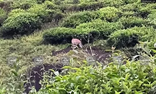 വയനാട് സ്വകാര്യ എസ്റ്റേറ്റിൽ പുലിയെ കണ്ടു