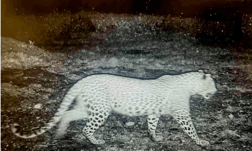 വനം വകുപ്പിന്റെ നിരീക്ഷണ കാമറയിൽ പതിഞ്ഞ പുലി വനം വകുപ്പിന്റെ നിരീക്ഷണ കാമറയിൽ പതിഞ്ഞ പുലി