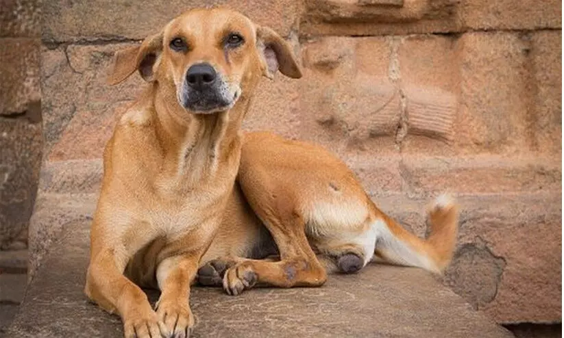 വീട്ടുവരാന്തയിൽ കിടന്നുറങ്ങിയ അ​ന്ത​ർ​ സം​സ്ഥാ​ന തൊഴിലാളിയെ തെരുവുനായ് കടിച്ചു