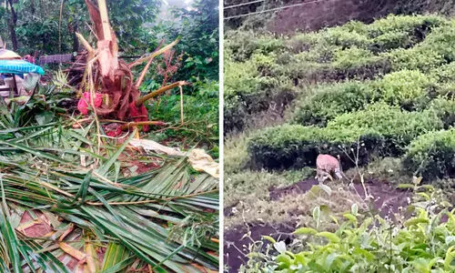 വന്യജീവി ശല്യം: പൊറുതിമുട്ടി ഗ്രാമങ്ങള്‍