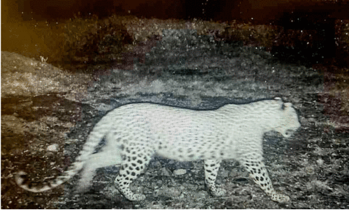 വ​നം വ​കു​പ്പി​ന്‍റെ നി​രീ​ക്ഷ​ണ കാ​മ​റ​യി​ൽ പ​തി​ഞ്ഞ പു​ലി