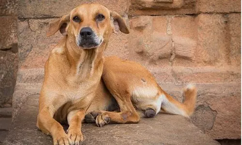 വീട്ടുവരാന്തയിൽ കിടന്നുറങ്ങിയ അ​ന്ത​ർ​ സം​സ്ഥാ​ന തൊഴിലാളിയെ തെരുവുനായ് കടിച്ചു