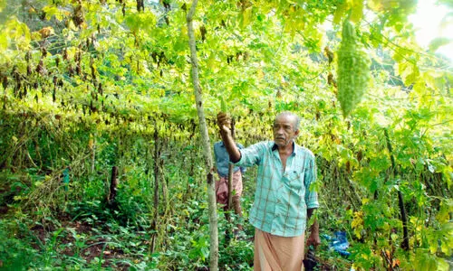 കാലാവസ്ഥാമാറ്റം തകർത്തെറിഞ്ഞത് ഗോവിന്ദന്റെ സ്വപ്നം കാലാവസ്ഥാമാറ്റം തകർത്തെറിഞ്ഞത് ഗോവിന്ദന്റെ സ്വപ്നം
