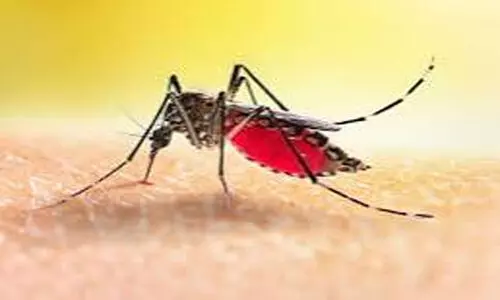 പനി ബാധിതർ കൂടുന്നു: എട്ട്​ പേർക്കുകൂടി ഡെങ്കി