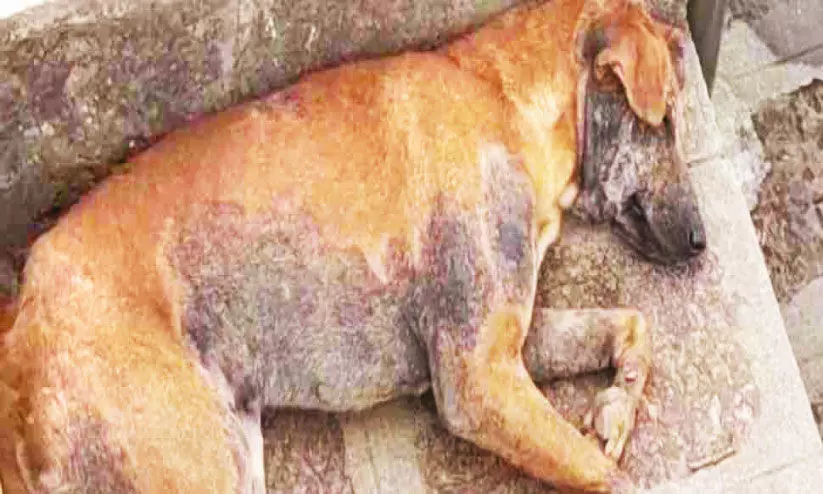 തിരുനാവായയിൽ തെരുവുനായ്ക്കൾക്ക് വൈറസ് ബാധ തിരുനാവായയിൽ തെരുവുനായ്ക്കൾക്ക് വൈറസ് ബാധ