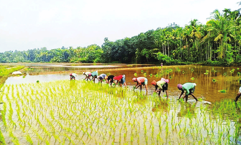 ‘ഭായി’മാരെത്തി; കോതിരപ്പടവിൽ മുണ്ടകൻ നടീൽ ആരംഭിച്ചു ‘ഭായി’മാരെത്തി; കോതിരപ്പടവിൽ മുണ്ടകൻ നടീൽ ആരംഭിച്ചു