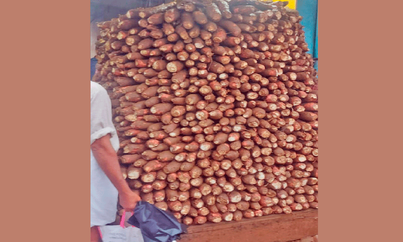 വിപണിയിൽ വിലത്തകർച്ച:  കപ്പ കർഷകർ ദുരിതത്തിൽ