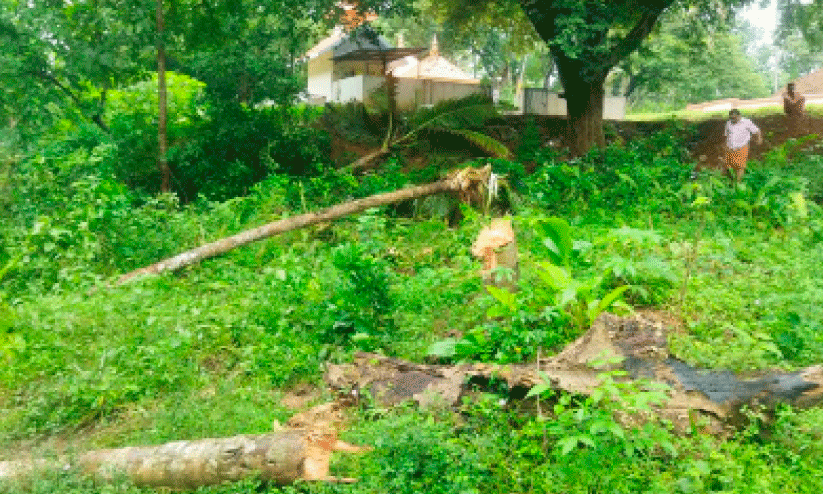 Wild animals Wild animals