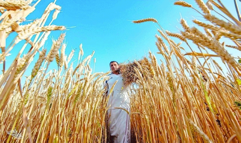 ഗോതമ്പുൽപാദനം 7,000 ടണായി വർധിപ്പിക്കാൻ കൃഷിമന്ത്രാലയം ഗോതമ്പുൽപാദനം 7,000 ടണായി വർധിപ്പിക്കാൻ കൃഷിമന്ത്രാലയം