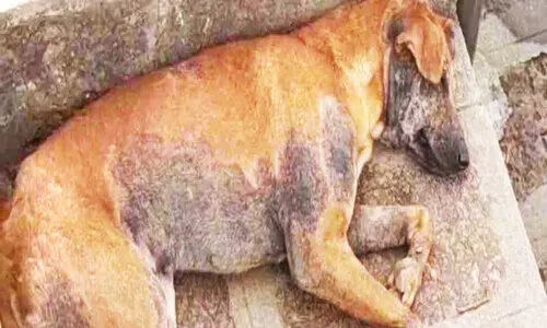 തി​രു​നാ​വാ​യ​യി​ൽ തെ​രു​വു​നാ​യ്ക്ക​ൾ​ക്ക് വൈ​റ​സ് ബാ​ധ