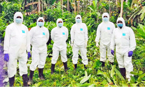 നി​പ: പ്രതിരോധ പ്രവർത്തനങ്ങളുമായി  ചോറോട് പഞ്ചായത്ത്