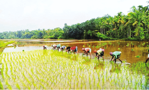 ‘ഭായി’മാരെത്തി; കോതിരപ്പടവിൽ മുണ്ടകൻ നടീൽ ആരംഭിച്ചു ‘ഭായി’മാരെത്തി; കോതിരപ്പടവിൽ മുണ്ടകൻ നടീൽ ആരംഭിച്ചു