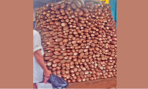 വിപണിയിൽ വിലത്തകർച്ച:  കപ്പ കർഷകർ ദുരിതത്തിൽ