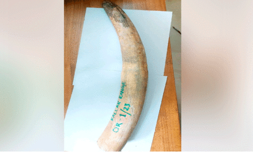 അച്ചൻകോവിലിൽ ആനക്കൊമ്പ്​  ഉപേക്ഷിച്ച നിലയിൽ