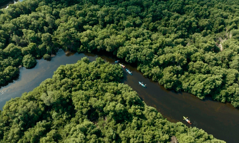 അ​ജ്മാ​ന്‍ അ​ൽ സോ​റ​യി​ല്‍  ക​ണ്ട​ൽ മ​ര​ങ്ങ​ൾ ഇ​ര​ട്ടി​യാ​ക്കു​ന്നു