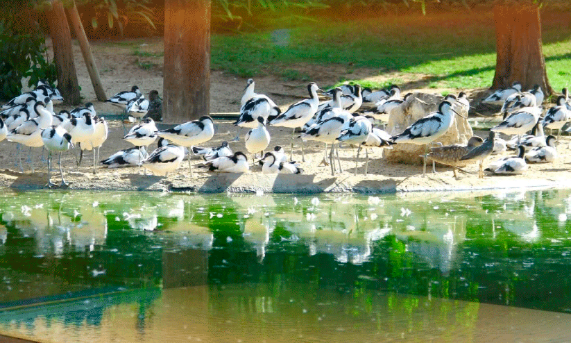 ഷാ​ർ​ജ ന​ഗ​ര​ത്തി​ലു​ണ്ടൊ​രു കാ​ന​ന ചോ​ല