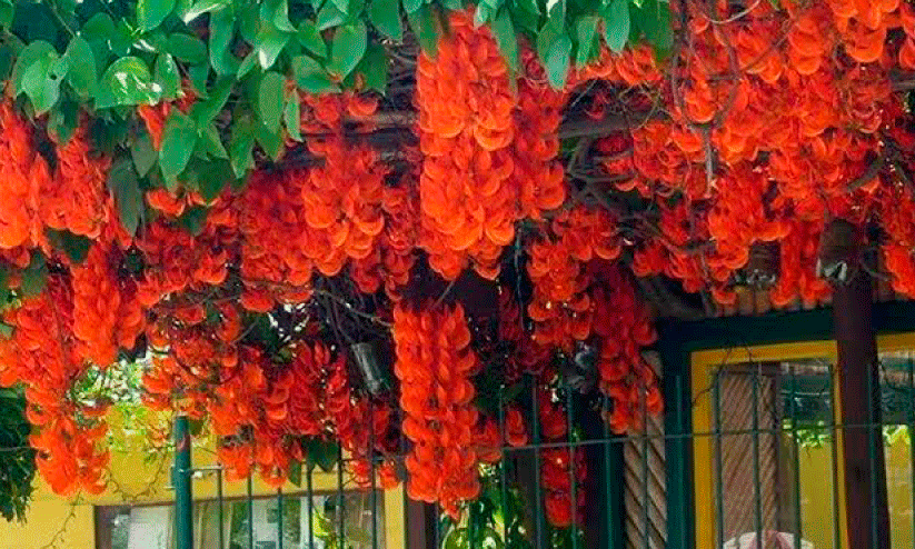 റെഡ് ജാഡ് പൂക്കൾ റെഡ് ജാഡ് പൂക്കൾ