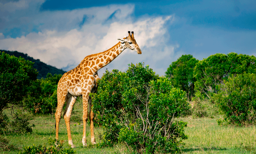 മാറ- ഒരു ആഫ്രിക്കൻ വിസ്മയം മാറ- ഒരു ആഫ്രിക്കൻ വിസ്മയം