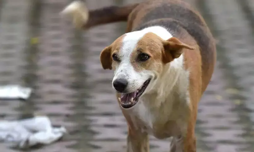 തെരുവ് നായയുടെ നഖം തട്ടി മൂക്കിൽ മുറിവേറ്റ സ്ത്രീ പേവിഷബാധയേറ്റ് മരിച്ചു