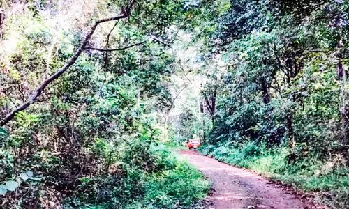 ഉടുമ്പന്നൂര്‍-കൈതപ്പാറ-ഇടുക്കി റോഡ്​; ഇനി വനംവകുപ്പ്​ കനിയണം