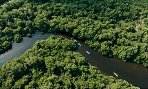 അ​ജ്മാ​ന്‍ അ​ൽ സോ​റ​യി​ല്‍  ക​ണ്ട​ൽ മ​ര​ങ്ങ​ൾ ഇ​ര​ട്ടി​യാ​ക്കു​ന്നു