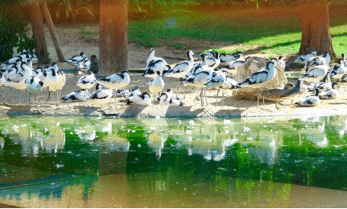 ഷാ​ർ​ജ ന​ഗ​ര​ത്തി​ലു​ണ്ടൊ​രു കാ​ന​ന ചോ​ല
