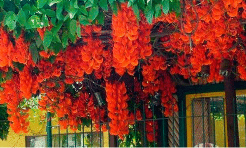 റെഡ്​ ജാഡ്​ പൂക്കൾ