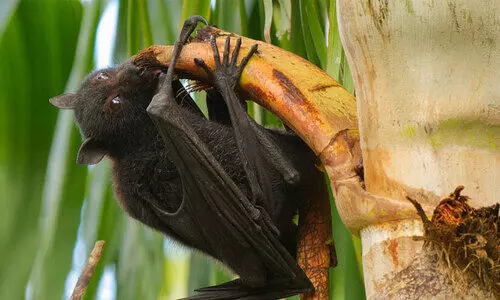 nipah-bat sampling