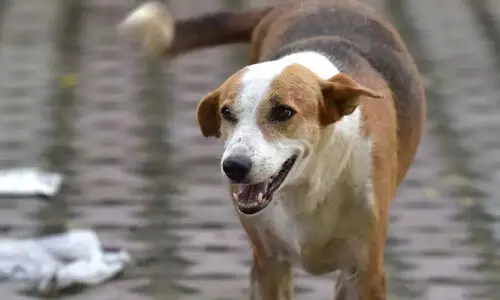 തെരുവ് നായയുടെ നഖം തട്ടി മൂക്കിൽ മുറിവേറ്റ സ്ത്രീ പേവിഷബാധയേറ്റ് മരിച്ചു