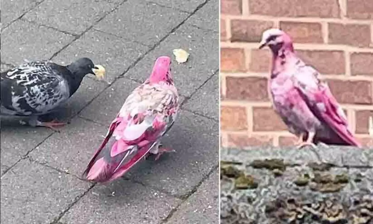 ലണ്ടൻ നഗരത്തെ ഇളക്കി മറിച്ച് പിങ്ക് പ്രാവ്; അദ്ഭുതം കൂറി നാട്ടുകാർ