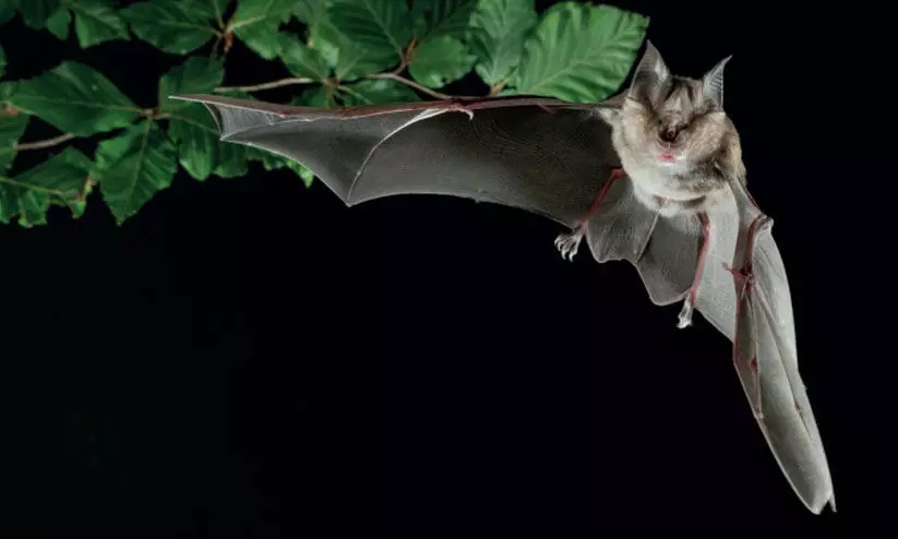 നിപ ആവർത്തിച്ചിട്ടും വവ്വാൽ പഠനത്തിന് അമാന്തം