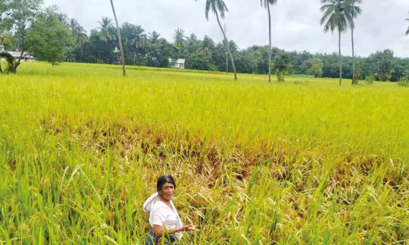 നെ​ൽ​പാ​ട​ങ്ങ​ളി​ൽ മു​ഞ്ഞ ബാ​ധ; കൃ​ഷി​വ​കു​പ്പ് ശി​പാ​ർ​ശ ചെ​യ്യാ​ത്ത കീ​ട​നാ​ശി​നി​ക​ൾ ഒ​ഴി​വാ​ക്ക​ണം